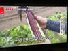 大和ルージュも３年目かなり良い状態です🌽「☆カラフル野菜の小山農園『news zero』、無事にオンエア📺☆」