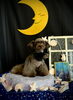 しゃかくん「お月さまとわんこ🌛」
