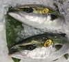「魚魚市場鮮魚コーナーおすすめは「ツキヒガイ」です♪」