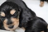 「ミニチュアダックス子犬情報」