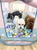 みんなでボールプール「ましゅまろ幼稚園🐾新入園児さん」