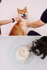 「pet photo studio nagi ペットフォトスタジオナギ」