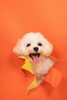 「pet photo studio nagi ペットフォトスタジオナギ」