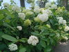 「性海寺の紫陽花」