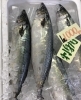 「魚魚市場鮮魚コーナーおすすめは「カツオ」です♪」