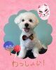 「Dog salon mofu mofu　余市町」