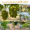 「おおもりぶどう園」