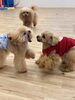 Ｇroくん、そんな顔しなくてもぉ　byはぴ「ましゅまろ幼稚園🐾　パート２」
