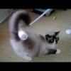 コロコロ大好き！お腹からしっぽまで！おもしろ可愛いねこ cat likes korokoro　＃50