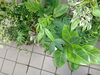 ミニ観葉植物「母の日と言えば・・・」