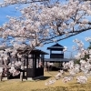 土岐高山城跡｜土岐市の桜スポット