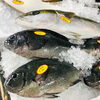 「魚魚市場鮮魚コーナーおすすめは「スルメイカ」です」