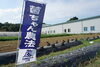 微生物の力を借りて野菜作りをする「菌ちゃん農法」を実践「飯島農園」