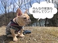 わが家の可愛いペット自慢