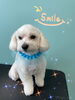 「可愛い子ちゃん♡ Dog salon mofu mofu余市町」