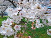 「明日、金曜日のお刺身&お惣菜はお休みさせていただきます❗」