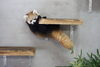 レッサーパンダの赤ちゃん②「【可愛い動物に癒されに！】レッサーパンダの赤ちゃん一般公開開始と名前の募集!【家族でお出かけ！】」