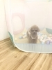 ボールプールやっぱり人気です♡「ましゅまろ幼稚園　^ - ^」