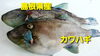 「○本日のお刺身○【島根県産】カワハギ、大アジ」