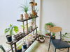 見ているだけで癒される、観葉植物の数々。「カットハウス 和～nagi～」