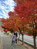 店の子と紅葉🍁「🏃千曲市ハーフマラソン大会🏃」