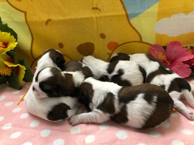 シーズー子犬たち「シーズー子犬」