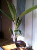 「今日この頃のPalm …☆」