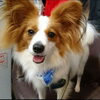 看板犬 ロイくん
