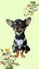 「Dog salon mofu mofu　余市町」