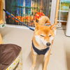 「今日のお友達」