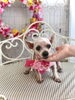 ピノ子ちゃん「秋桜とわんこ🐾」