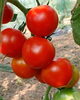「１日5組限定🍅 トマト収穫体験のお知らせ📢」