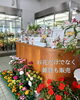 「クリスマスにはお花を！ポインセチアも揃ってます。南魚沼の花屋、フローリストたかの。」