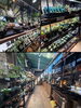 知識豊富な植物専門店です！「coco Plants」