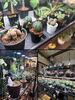 植物も大切な家族の一員。「coco Plants」