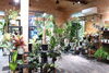 「PANNA PLANTS」