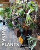 「PANNA PLANTS」