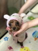 Lunaちゃん初パック♡ラグジュアリーコース「わんことアジアン　^ - ^」