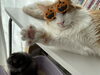 待ってるにゃ～。ノルウェージャンのリクちゃん。「ニケミンハウスは、予約ができる猫カフェです！【入間市・猫カフェ・おむすび通貨・ポイントカード・おやつタイム・保護猫・譲渡・ペット保険・猫・相談・子猫・ラグドール・ノルウェージャン・マンチカン・アメショー・スコティッシュ・三毛猫・黒猫】」
