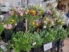 「お正月花たくさんあります♪」