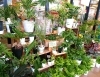 ホックさん入り口で観葉植物展開中！「【はなやHOK皆生店】本日は鉢物入荷日です！」