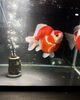 「善魚センター」金魚屋からはじまるワンダーランド！日本一の金魚屋を目指して！
