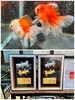 自家産玉サバ赤虎や他、自家産/善らんちゅうを作出！「善魚センター」