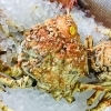 「魚魚市場鮮魚コーナーおすすめは「うちわエビ・タカアシガニ」です♪」