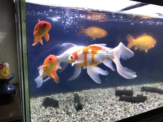 ぷーちゃんと金魚 名前なし お宅のカワイイ家族 ペット を紹介してください 小樽 まいぷれ 小樽市 ぷーちゃんと金魚 名前なし お宅のカワイイ家族 ペット を紹介してください 小樽 まいぷれ 小樽市