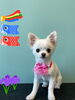 「Dog salon mofu mofu 余市町」