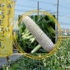 【貝塚市】きはらのたんぼ