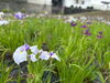 「【岡城館歴史公園】2025年6月13日（金）★花菖蒲が初夏の岡城館歴史公園を彩ります！✨」