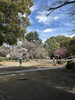 伏姫桜「市川真間　弘法寺の伏姫桜　綺麗です」