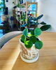 「植木鉢入荷しました」